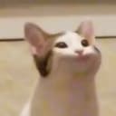 popcat